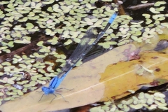 Pseudagrion cingillum