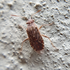 Liorhyssus
