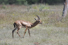 Gazella bennettii