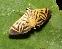 Spilomela