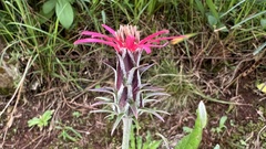 Mutisia coccinea coccinea