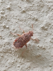 Liorhyssus