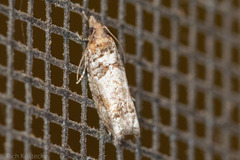 Epinotia