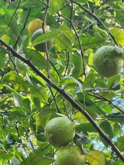 Citrus × taitensis