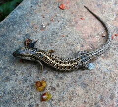 Trachylepis capensis