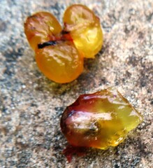 Trachylepis capensis