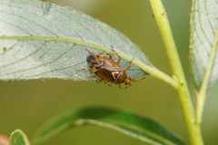 Deraeocoris flavilinea
