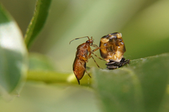 Deraeocoris flavilinea