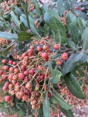 Heteromeles arbutifolia
