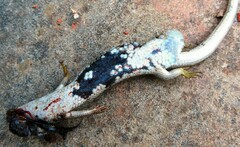 Trachylepis capensis