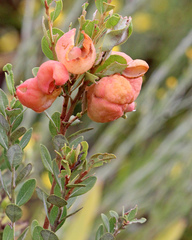 Lyonia fruticosa