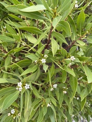 Myoporum
