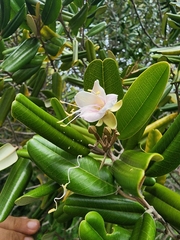 Capparis cynophallophora