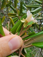 Capparis cynophallophora