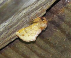 Ptilophora plumigera