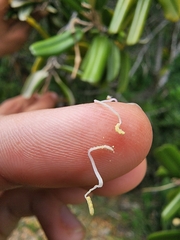 Capparis cynophallophora