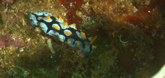 Phyllidia picta