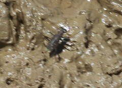 Cicindelina