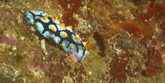 Phyllidia picta