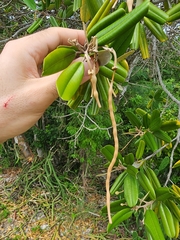 Capparis cynophallophora
