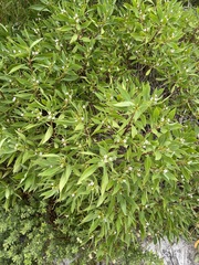 Myoporum