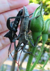 Elasmopoda valga