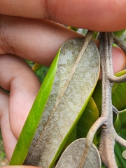 Capparis cynophallophora