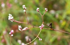 Persicaria strigosa