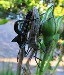 Elasmopoda valga