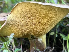 Suillus collinitus