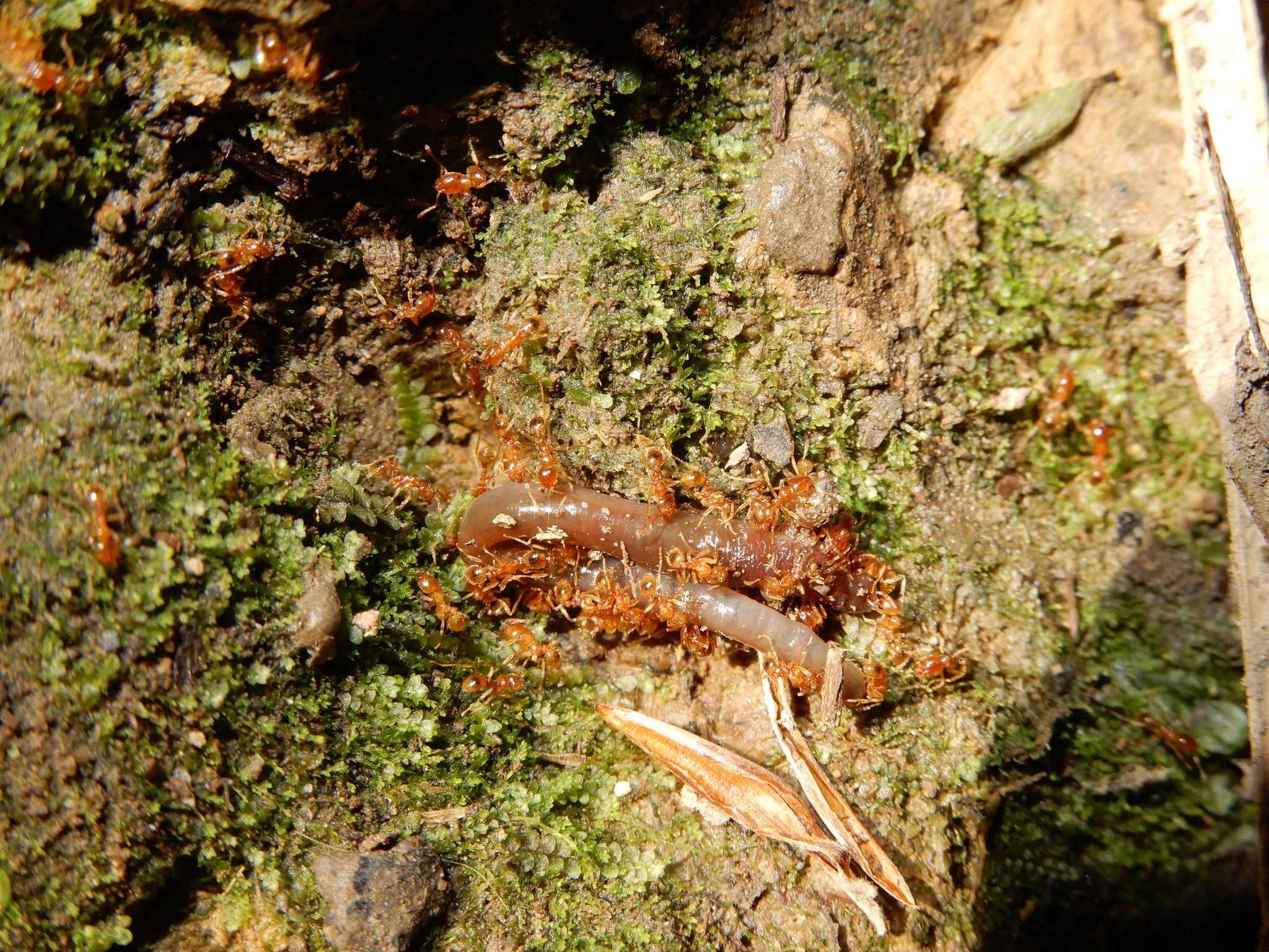 Lophomyrmex taivanae