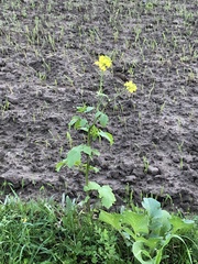 Brassica napus