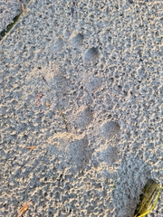 Lontra canadensis pacifica