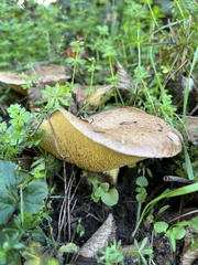Suillus collinitus