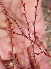 Eriogonum gracile