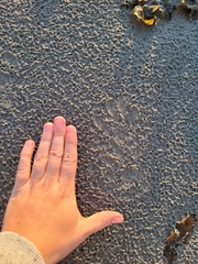 Lontra canadensis pacifica