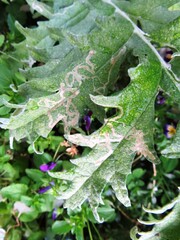 Phytomyza syngenesiae