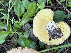 Suillus collinitus