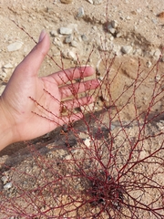 Eriogonum gracile