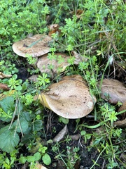 Suillus collinitus