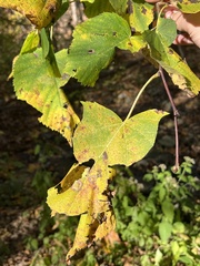 Tilia americana