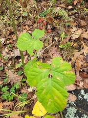 Rubus lainzii