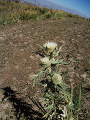 Cirsium turkestanicum