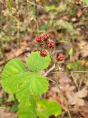 Rubus lainzii