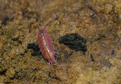 Androniscus dentiger