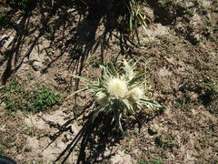 Cirsium turkestanicum