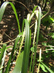 Carex phleoides