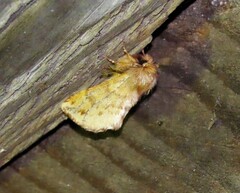 Ptilophora plumigera