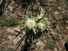 Cirsium turkestanicum