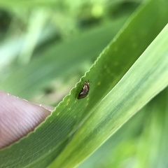 Steganopsis melanogaster